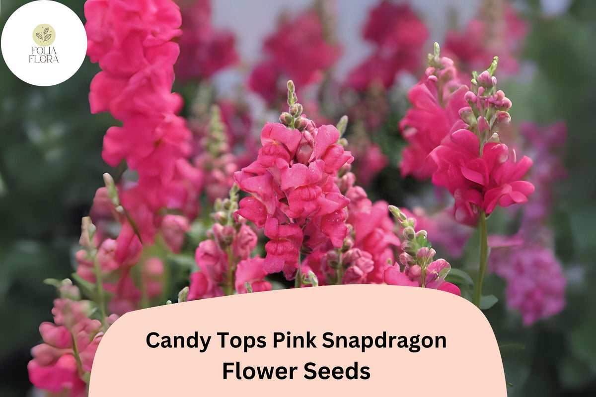 Pink Snapdragon Seeds - Candy Tops Dwarf Antirrhinum, 1000 Seeds
