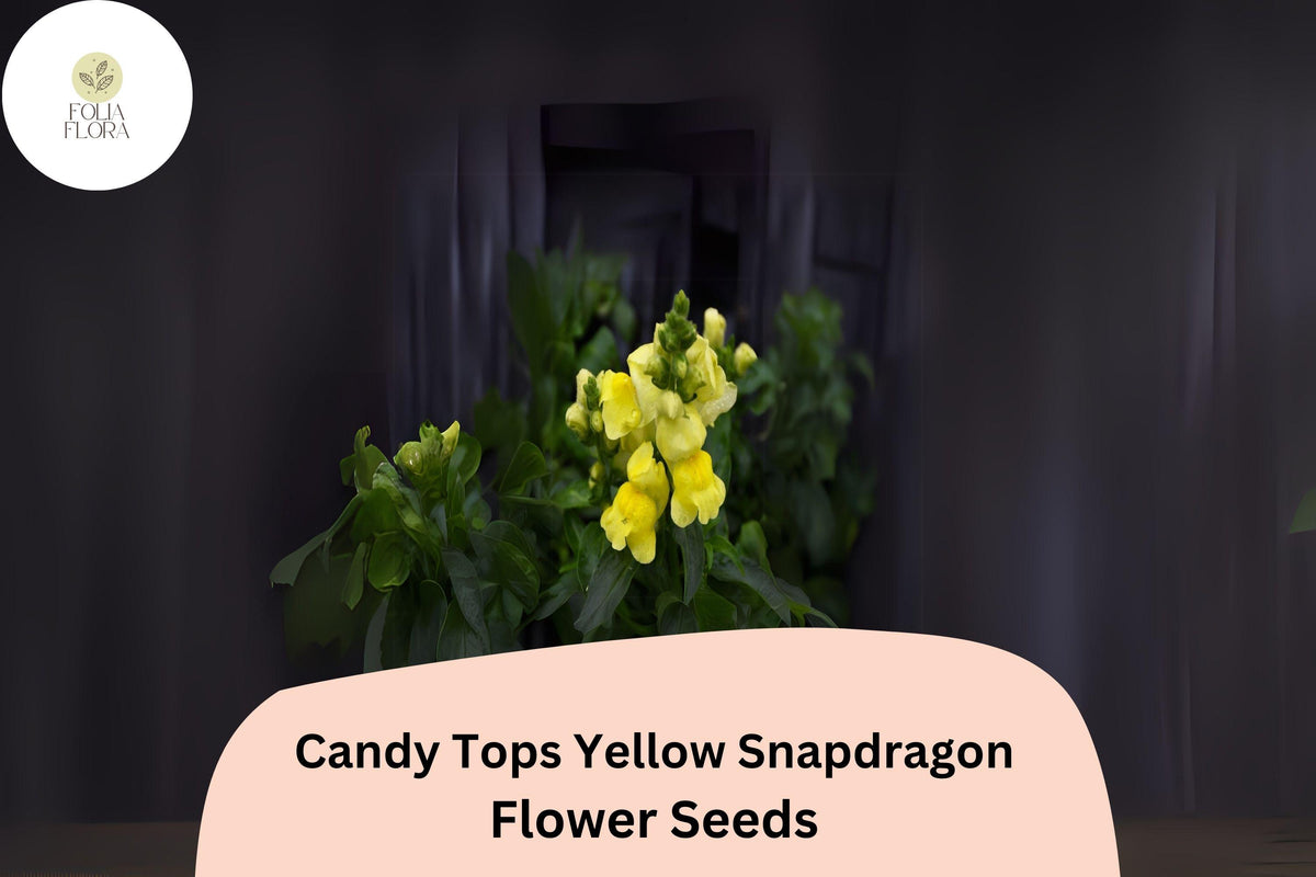 1000 Candy Tops Yellow Snapdragon Seeds – Dwarf Pollinator-Friendly Blooms
