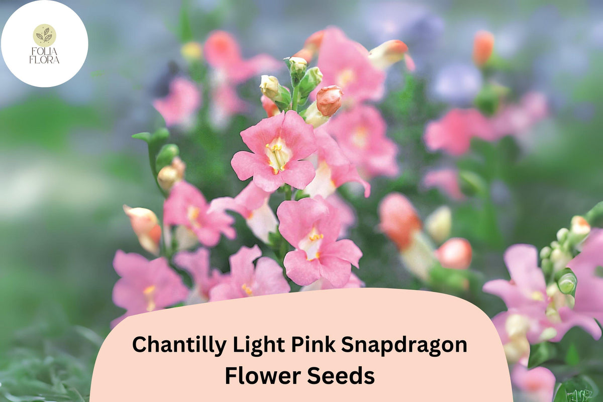 1000 Chantilly Light Pink Snapdragon Seeds – Tall Fragrant Blooms for Cutting Gardens