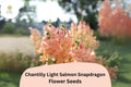 1000 Chantilly Light Salmon Snapdragon Seeds - Fragrant Peachy-Pink Blooms