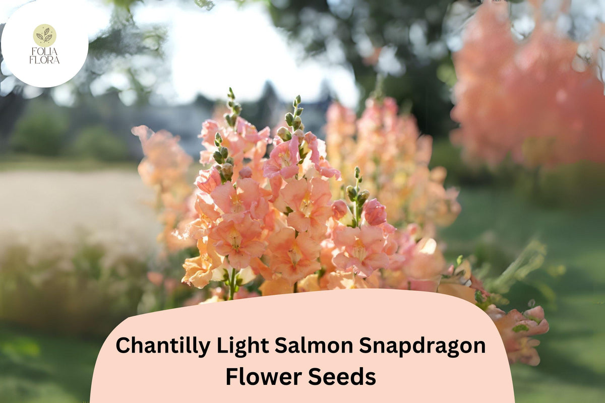 1000 Chantilly Light Salmon Snapdragon Seeds - Fragrant Peachy-Pink Blooms