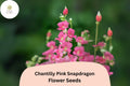 Chantilly Pink Snapdragon Seeds – Fragrant Tall Cut Flowers (1000 Seeds)