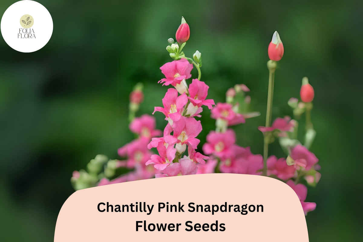 Chantilly Pink Snapdragon Seeds – Fragrant Tall Cut Flowers (1000 Seeds)