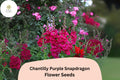 Chantilly Purple Snapdragon Seeds – Tall, Fragrant Blooms (1000 Seeds)