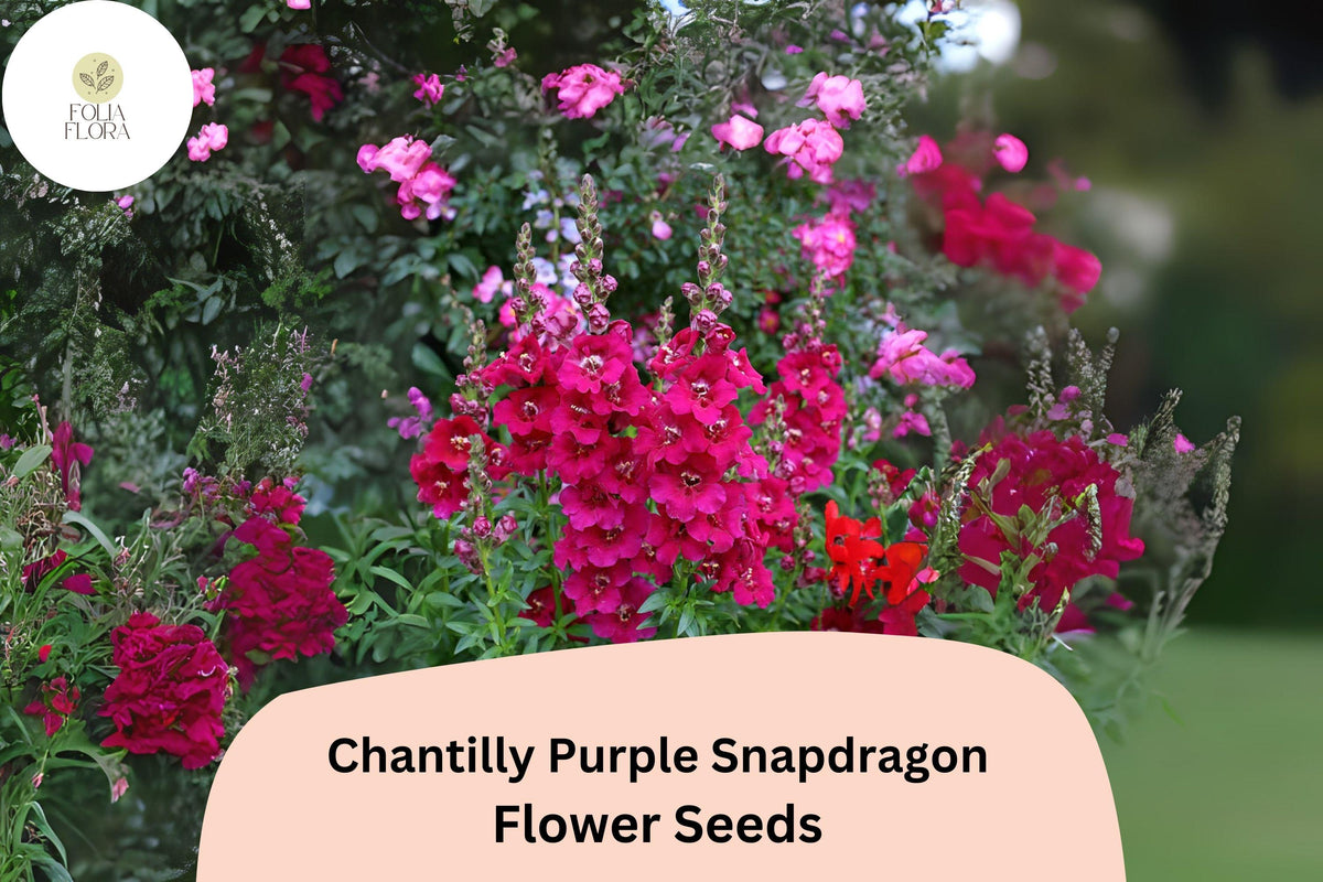 Chantilly Purple Snapdragon Seeds – Tall, Fragrant Blooms (1000 Seeds)