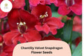 1000 Chantilly Velvet Snapdragon Seeds – Fragrant Deep Red Blooms for Cutting Gardens