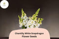 Chantilly White Snapdragon Seeds – Fragrant Tall Blooms, 1000 Seeds