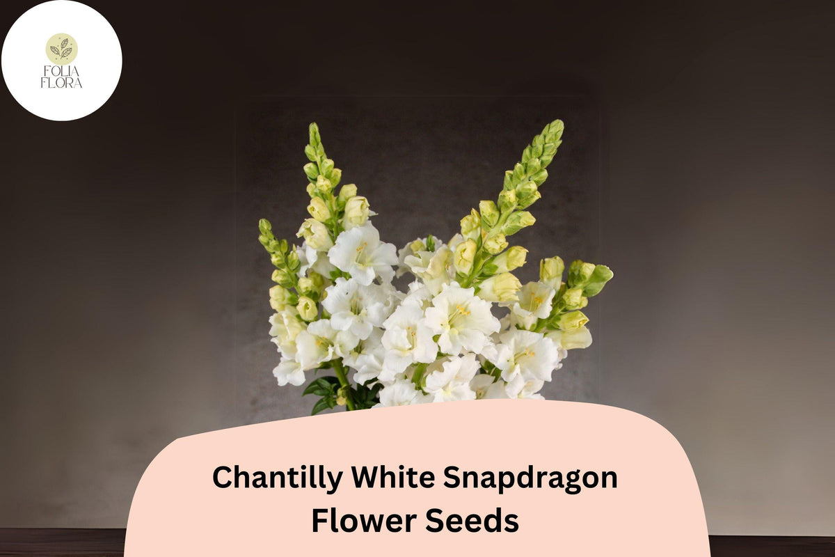 Chantilly White Snapdragon Seeds – Fragrant Tall Blooms, 1000 Seeds