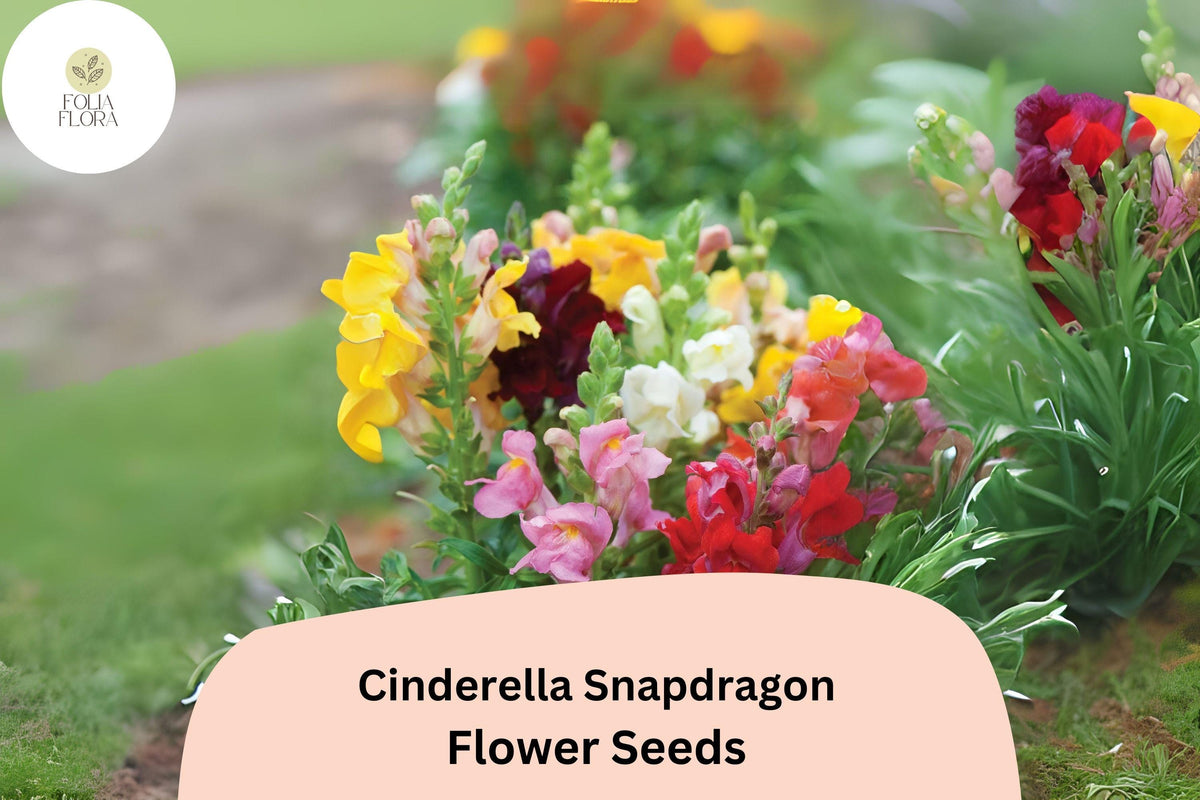 Cinderella Snapdragon Seeds (Antirrhinum majus) - 1000 Seeds for Pastel Blooms