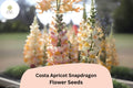 1000 Costa Apricot Snapdragon Seeds - Peachy-Orange Cut Flower Seeds for Planting
