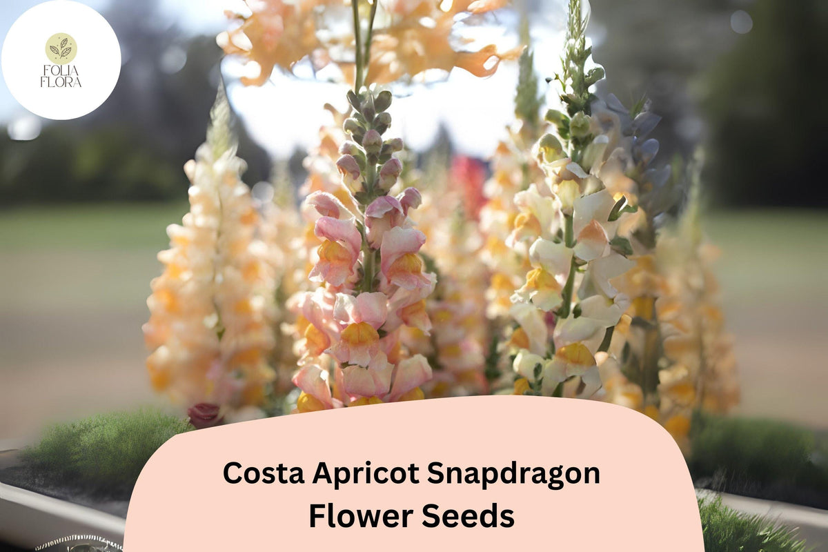 1000 Costa Apricot Snapdragon Seeds - Peachy-Orange Cut Flower Seeds for Planting