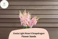 Costa Light Rose Snapdragon Seeds - 1000 Soft Pink Blooms for Planting