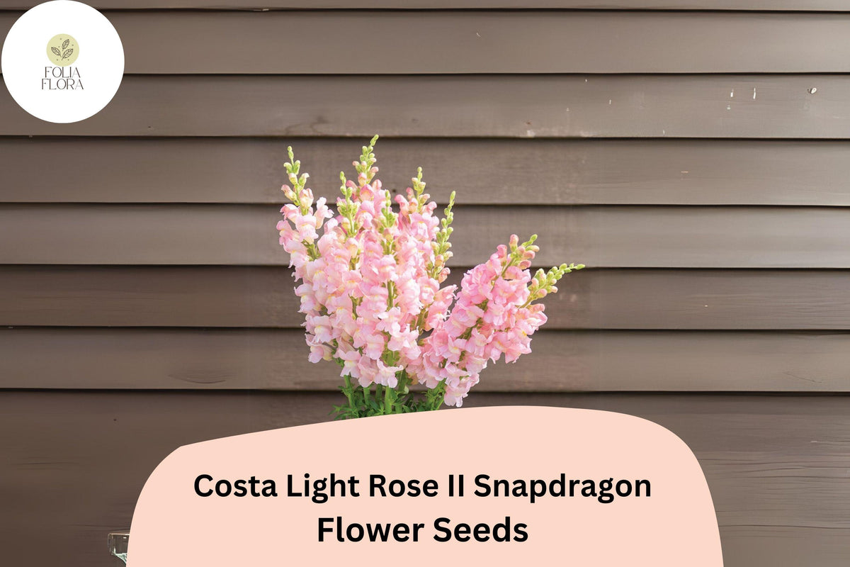 Costa Light Rose Snapdragon Seeds - 1000 Soft Pink Blooms for Planting