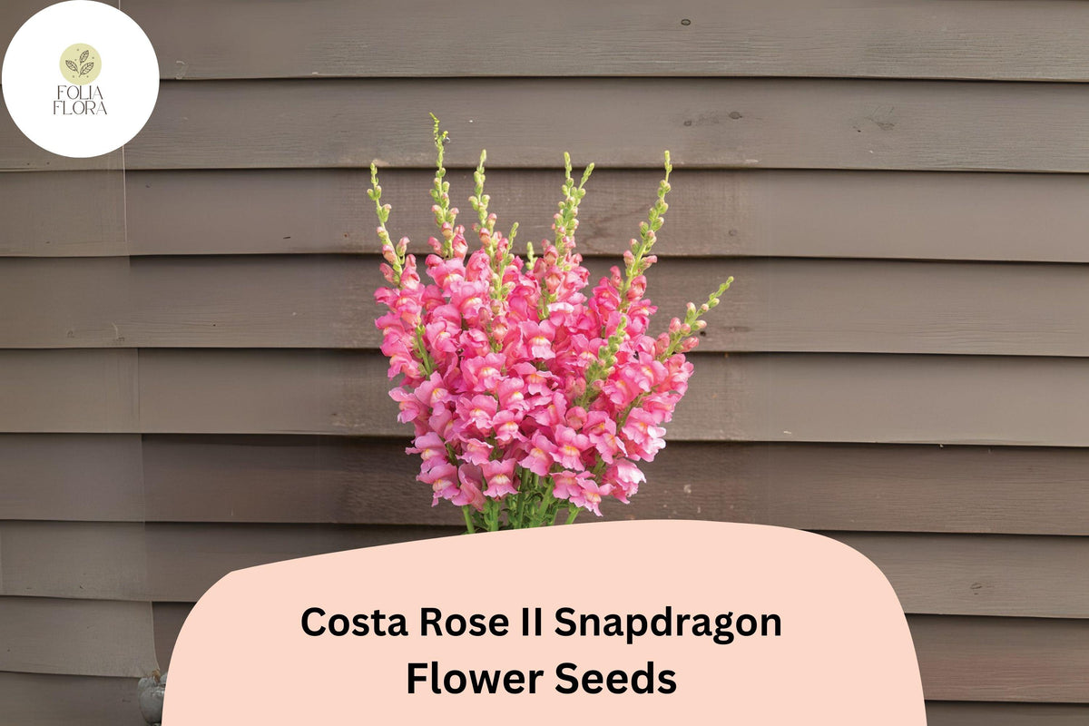 1000 Costa Rose II Snapdragon Seeds - Rose-Pink Blooms, Pollinator-Friendly