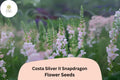 Costa Silver Snapdragon Seeds - Silvery Lavender Blooms, 1000 Seeds