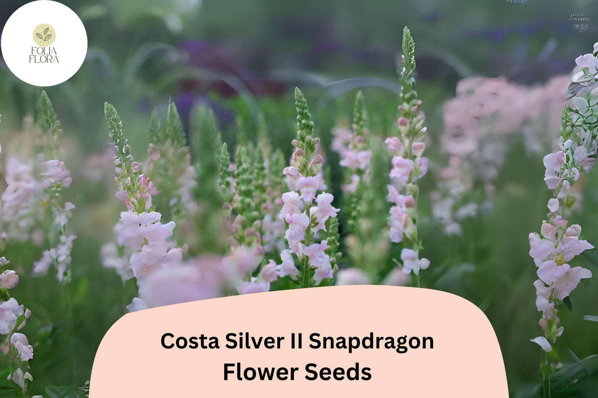 Costa Silver Snapdragon Seeds - Silvery Lavender Blooms, 1000 Seeds