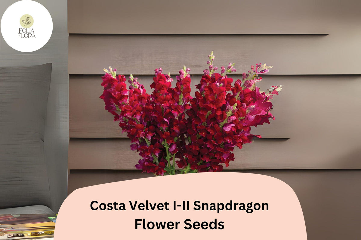 Costa Velvet Snapdragon Seeds – Deep Red Blooms, 1000 Seeds
