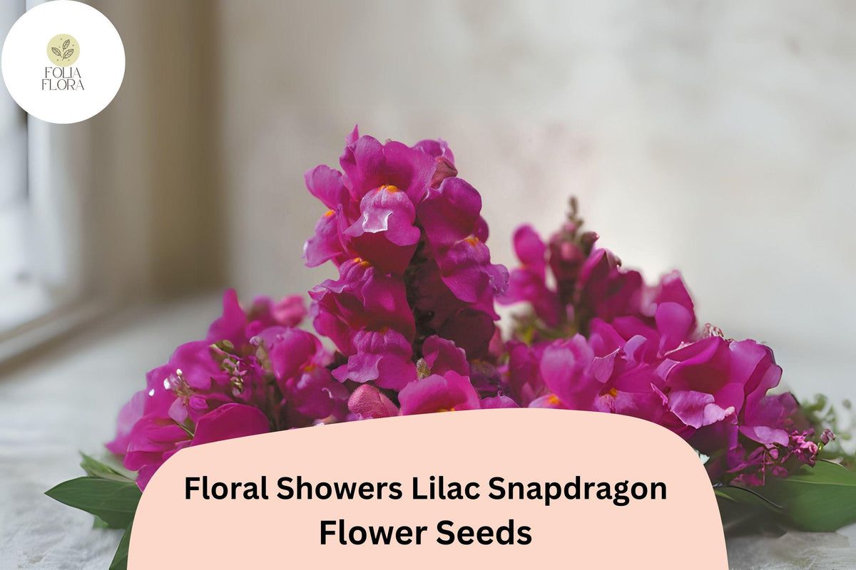 1000 Lilac Snapdragon Seeds - Floral Showers Dwarf Antirrhinum majus