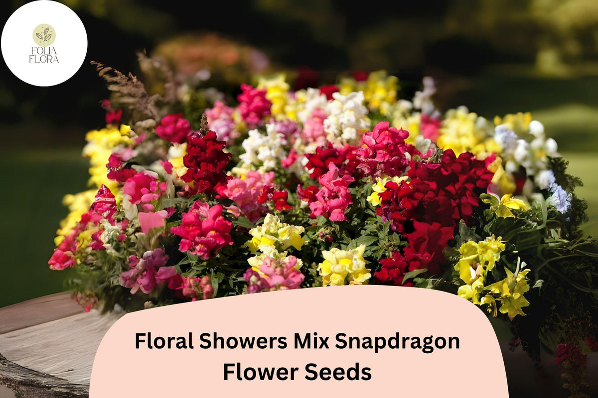 Dwarf Snapdragon Seeds - Floral Showers Mix Colorful Blooms (1000 Seeds)