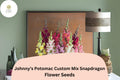 Potomac Snapdragon Seeds - Johnny's Custom Mix, 1000 Flower Seeds for Planting