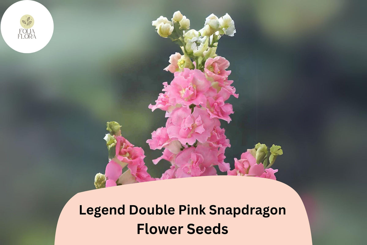 1000 Legend Double Pink Snapdragon Seeds – Antirrhinum majus for Garden & Bouquets
