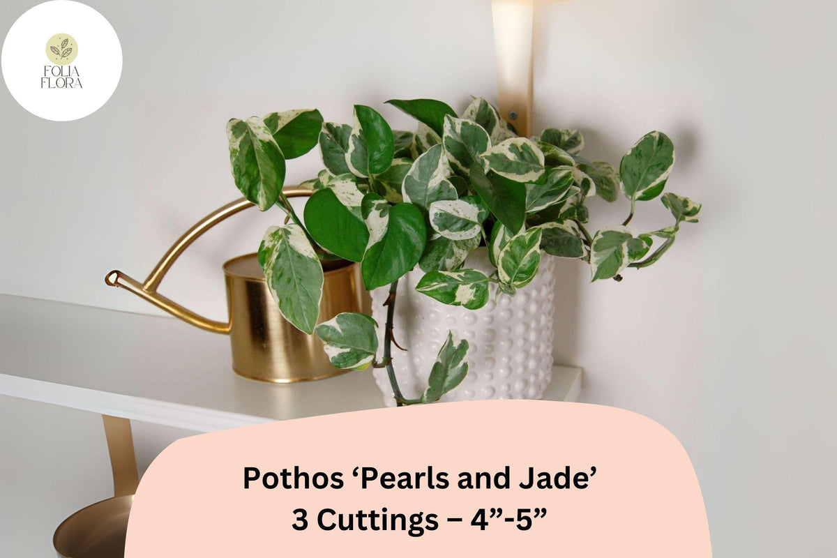 Pothos 'Pearls and Jade' – 3 Cuttings (4"-5") Easy-Care Devil's Ivy Houseplant