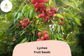 10 Lychee Seeds – Tropical Fruit Tree, Heirloom & Non-GMO