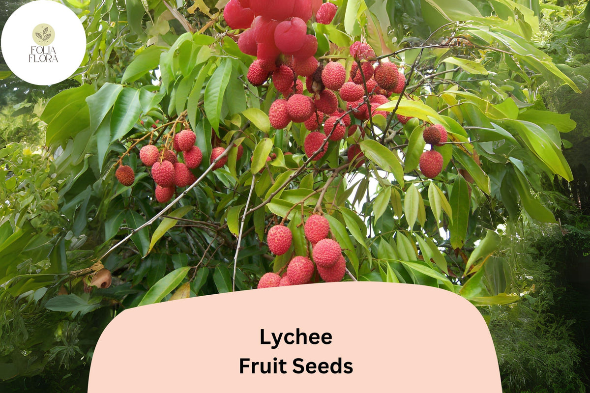 10 Lychee Seeds – Tropical Fruit Tree, Heirloom & Non-GMO