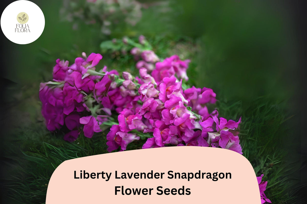 1000 Liberty Lavender Snapdragon Seeds – Antirrhinum majus for Garden & Cut Flowers