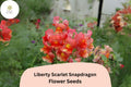 1000 Snapdragon Seeds Liberty Scarlet Antirrhinum majus Red Blooms for Garden & Cut Flowers