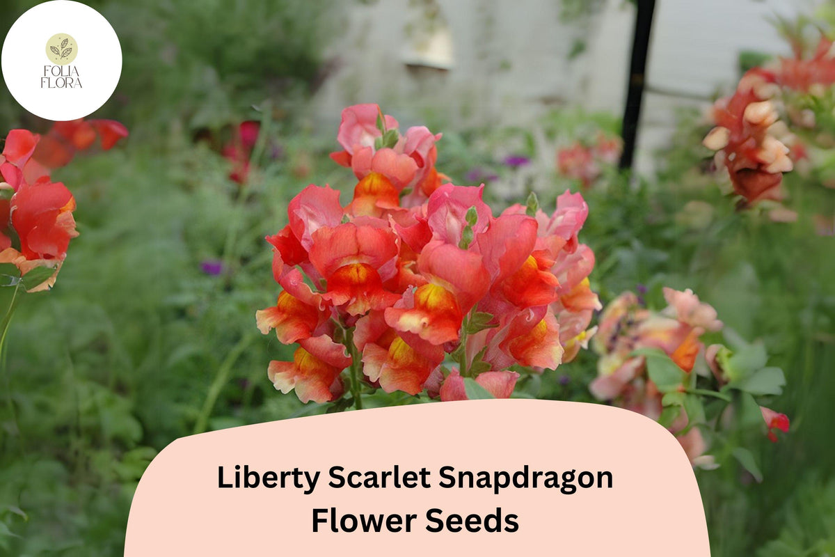 1000 Snapdragon Seeds Liberty Scarlet Antirrhinum majus Red Blooms for Garden & Cut Flowers
