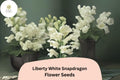 1000 White Snapdragon Seeds - Antirrhinum majus Liberty White for Garden & Cut Flowers
