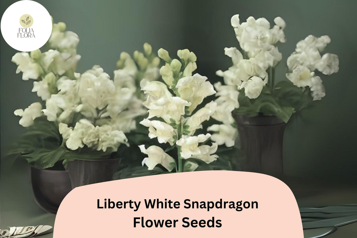 1000 White Snapdragon Seeds - Antirrhinum majus Liberty White for Garden & Cut Flowers