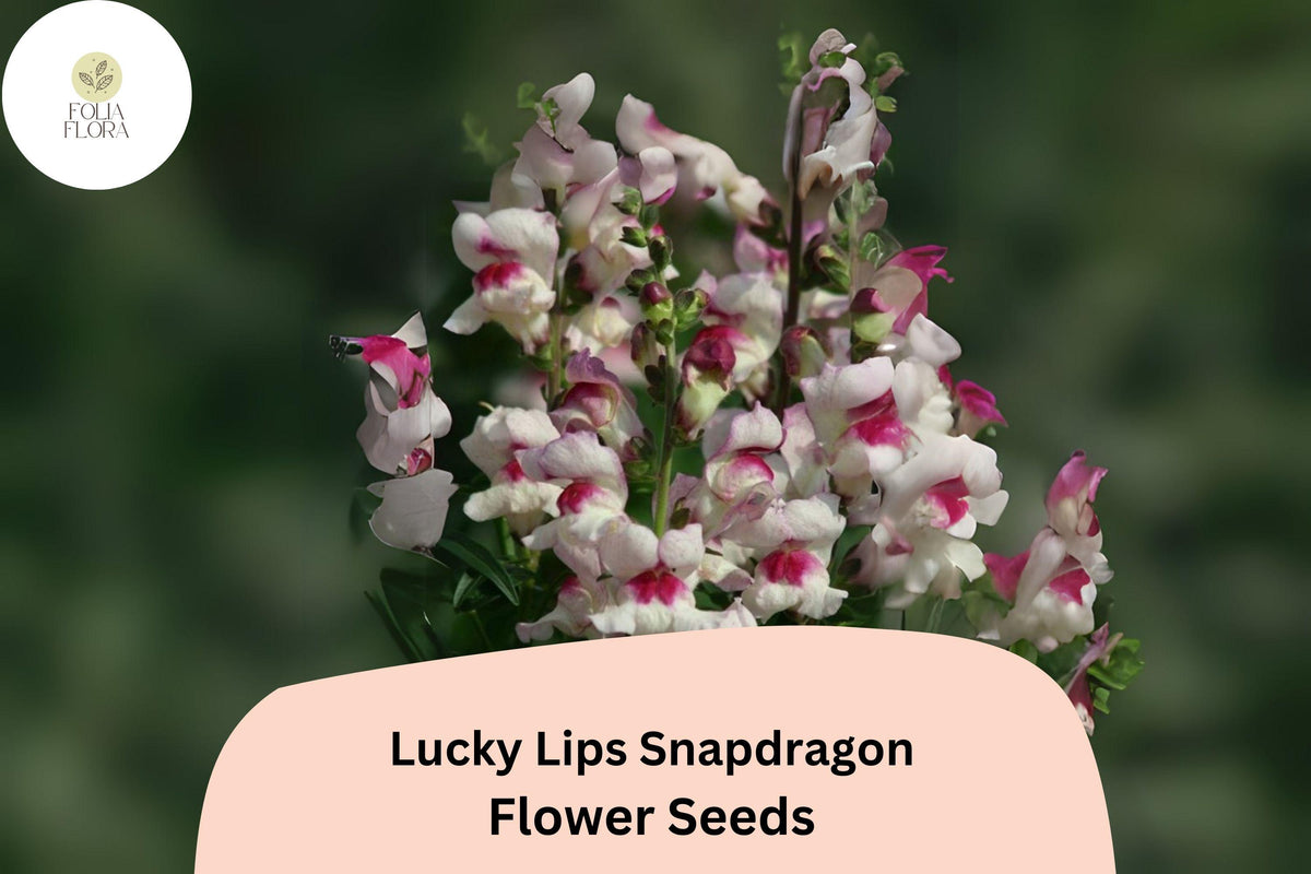 1000 Snapdragon Seeds - Lucky Lips Antirrhinum majus Bi-Color Blooms for Garden & Cut Flowers