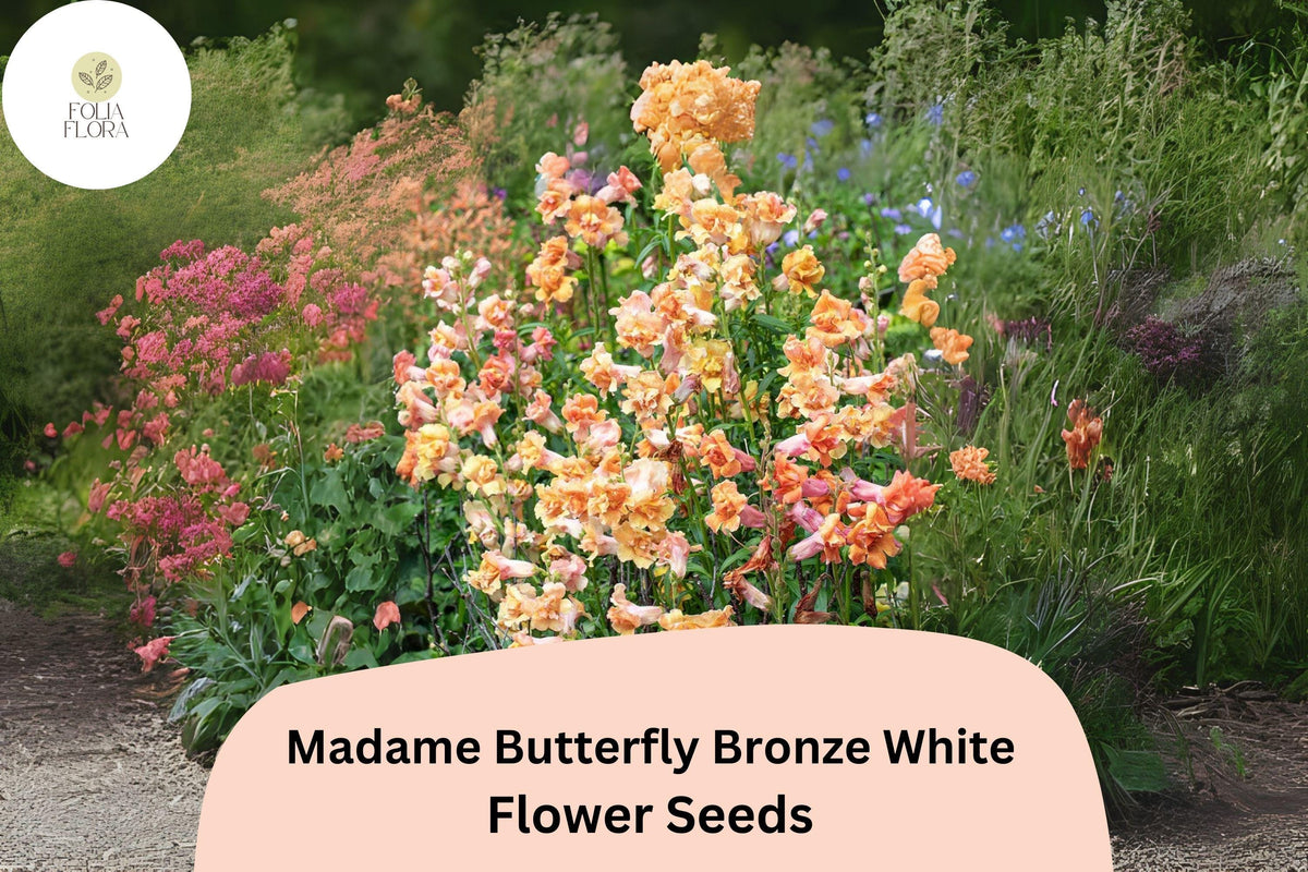 1000 Snapdragon Seeds Madame Butterfly Bronze White Antirrhinum majus Ruffled Blooms