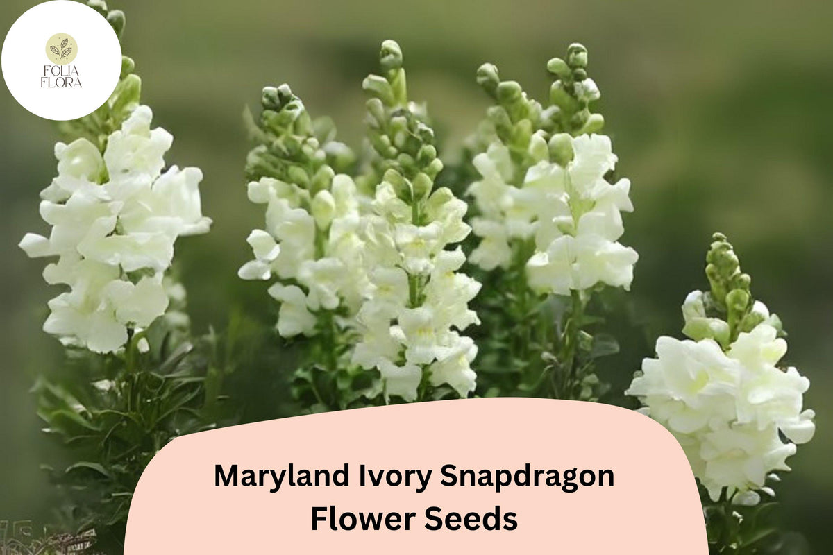 1000 Maryland Ivory Snapdragon Seeds – Antirrhinum majus for Garden & Cut Flowers