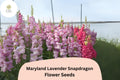 1000 Maryland Lavender Snapdragon Seeds – Antirrhinum majus for Garden & Cut Flowers