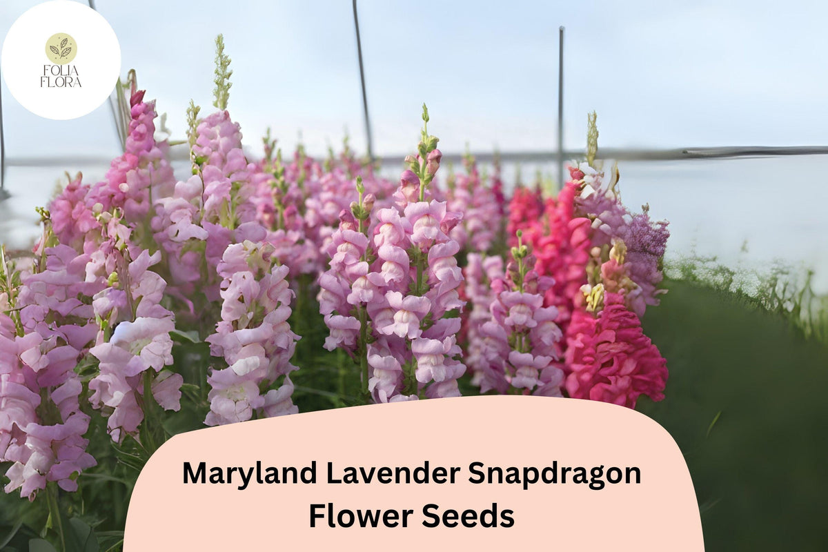 1000 Maryland Lavender Snapdragon Seeds – Antirrhinum majus for Garden & Cut Flowers