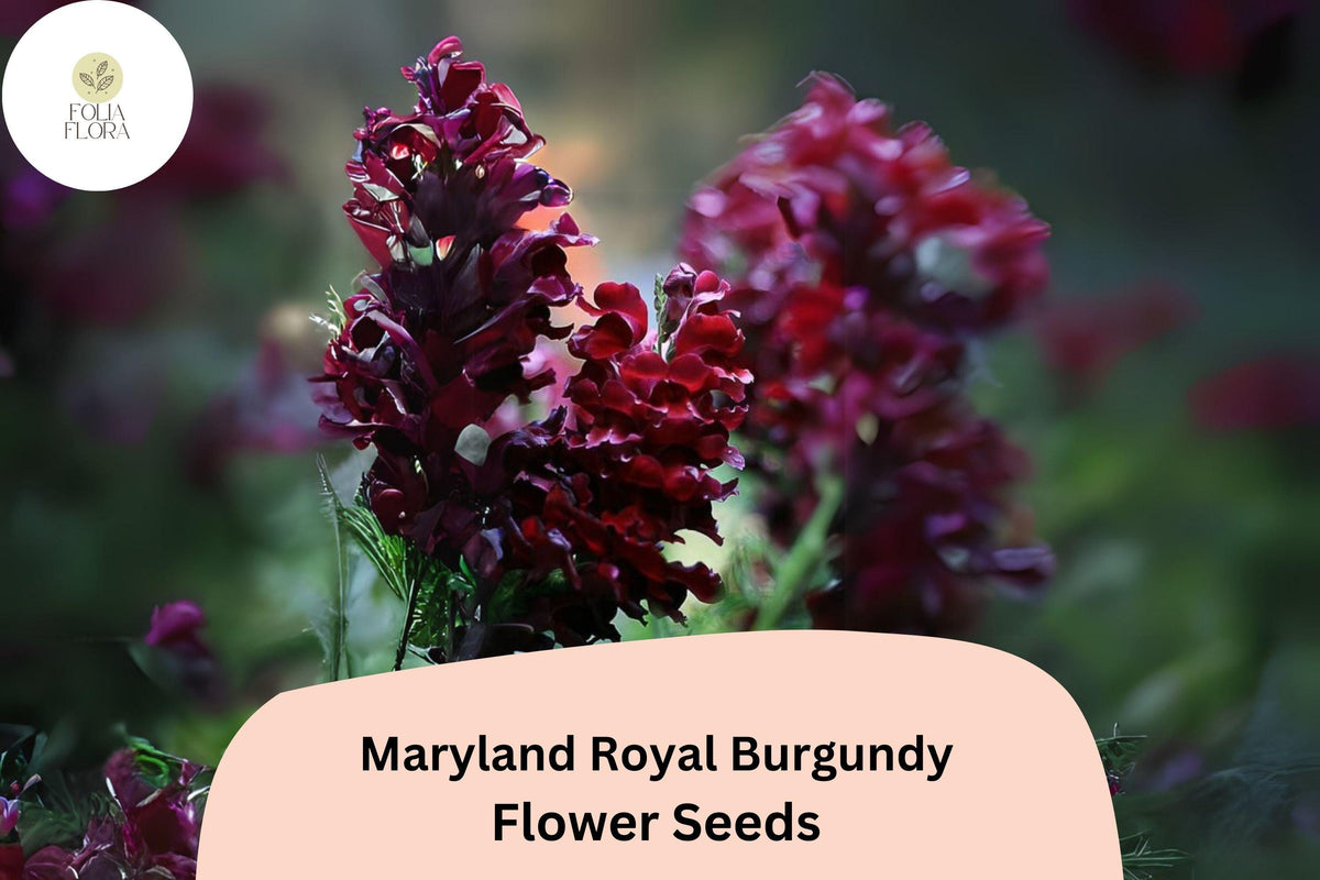 1000 Royal Burgundy Snapdragon Seeds – Deep Wine-Red Blooms for Cutting Gardens