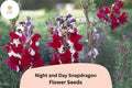 1000 Night and Day Snapdragon Seeds - Bi-Color Blooms for Garden Cut Flowers