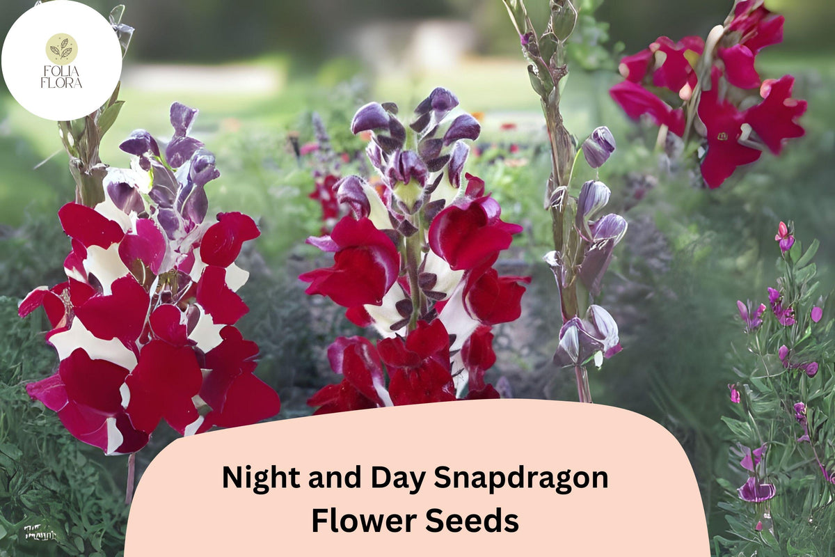 1000 Night and Day Snapdragon Seeds - Bi-Color Blooms for Garden Cut Flowers