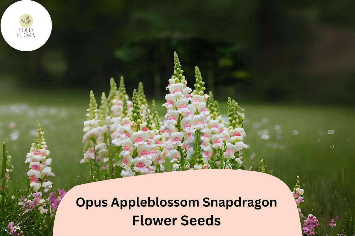 1000 Opus Appleblossom Snapdragon Seeds - Soft Pink & White Blooms