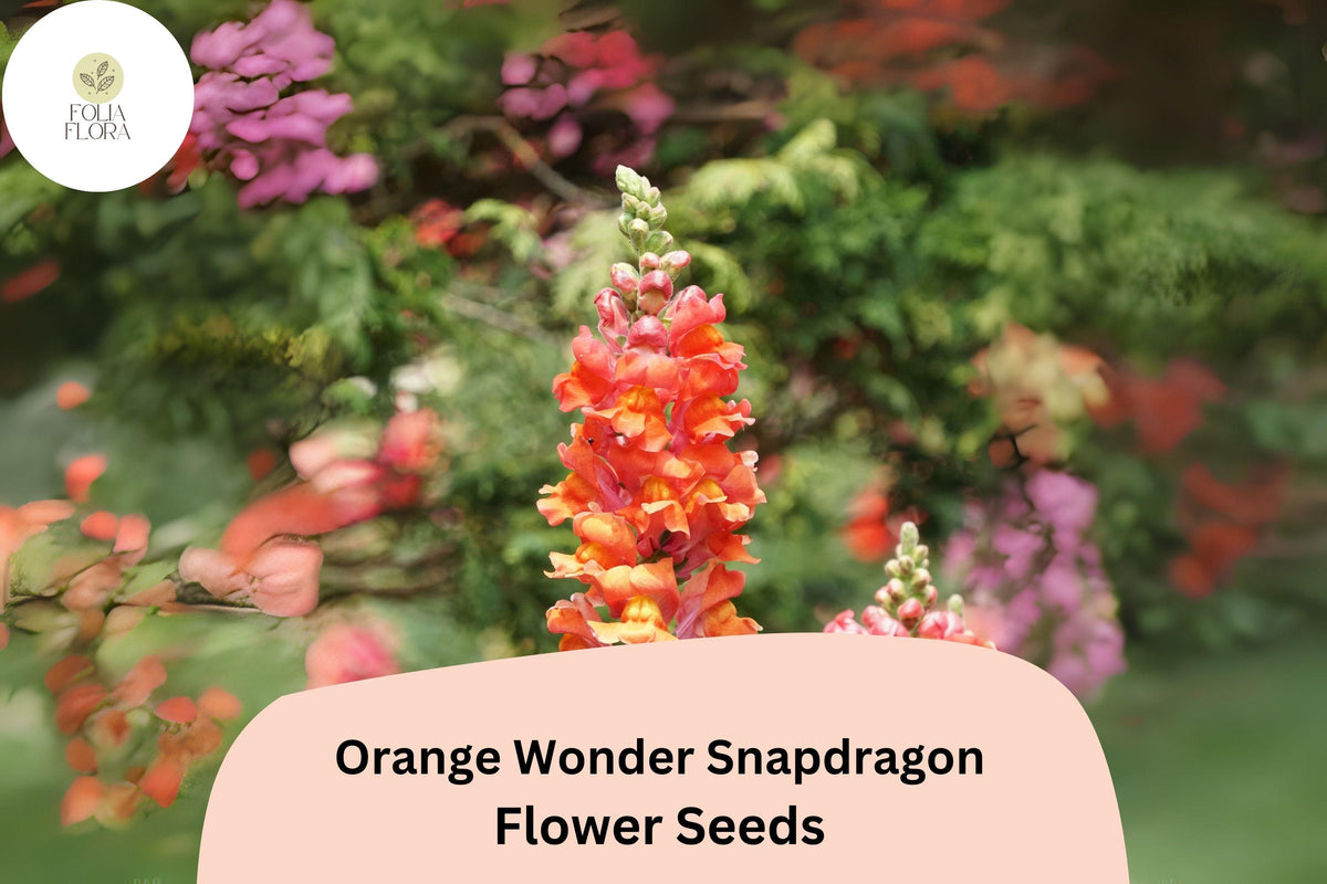 1000 Orange Wonder Snapdragon Seeds - Antirrhinum majus for Garden & Cut Flowers