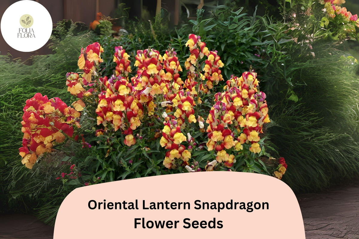 1000 Oriental Lantern Snapdragon Seeds – Antirrhinum majus for Garden & Cut Flowers