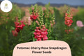 1000 Potomac Cherry Rose Snapdragon Seeds for Planting
