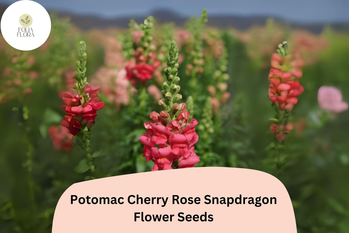 1000 Potomac Cherry Rose Snapdragon Seeds for Planting