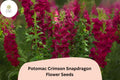 1000 Potomac Crimson Snapdragon Seeds - Antirrhinum majus Deep Red Cut Flower Garden Seeds