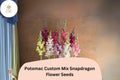 Potomac Snapdragon Seeds – Custom Multi-Colored Blooms, 1000 Seeds