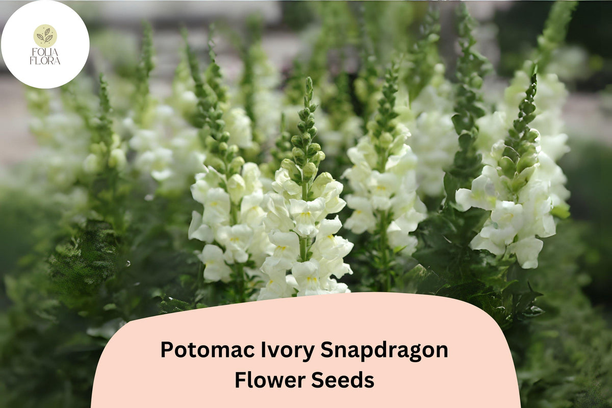 1000 Potomac Ivory Snapdragon Seeds - Antirrhinum majus Creamy White Blooms for Garden & Bouquets