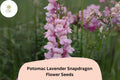1000 Potomac Lavender Snapdragon Seeds - Antirrhinum majus for Garden & Cut Flowers